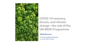 Challenges and Opportunities in Implementing REDD+ for Green Recovery