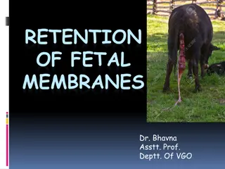 Retention of Fetal Membranes in Veterinary Obstetrics