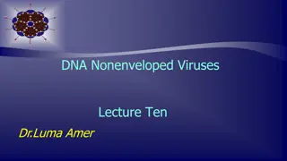 Adenoviruses: Structure, Replication, and Epidemiology