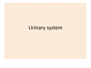 Understanding the Urinary System: Kidneys, Functions, and Structure