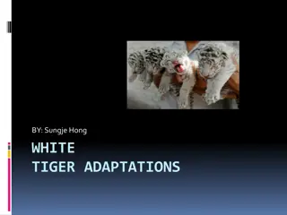 Insights into White Tiger Adaptations and Behavior