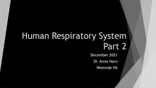 The Human Respiratory System: Anatomy, Functions, and Importance