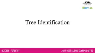 Trees: Identification, Characteristics, and Types