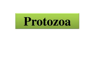 Exploring the Fascinating World of Protozoa and Plasmodium spp.