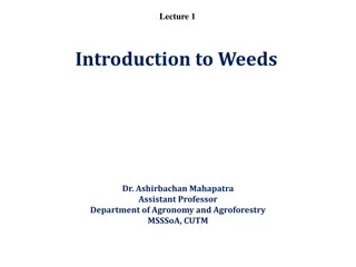 Understanding Weeds: Origins, Impact, and Definitions