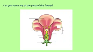 Explore the Fascinating Life Cycle of Flowering Plants