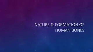 The Nature and Composition of Human Bones