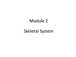 Comprehensive Guide to the Skeletal System