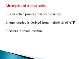 Amino Acid Absorption Mechanisms in Small Intestine