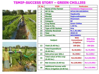 Micro Irrigation Success Stories: Green Chillies, Chrysanthemum, Marigold, Cabbage