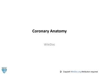 Coronary Artery Anatomy and Dominance