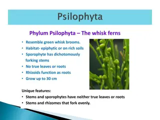 Characteristics of the Genera Psilotum and Tmesipteris