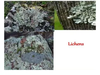 Understanding Lichens: A Symbiotic Organism in Nature