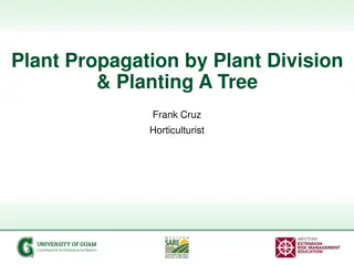 Plant Propagation Techniques and Tree Planting Guide