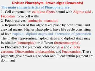 Characteristics of Phaeophyta - Brown Algae (Seaweeds)