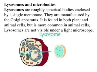 Understanding Lysosomes: Functions and Characteristics