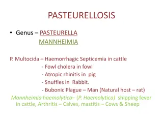 Pasteurellosis: A Bacterial Disease in Livestock