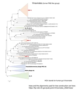 Overview of Vinavirales and Related Viral Groups