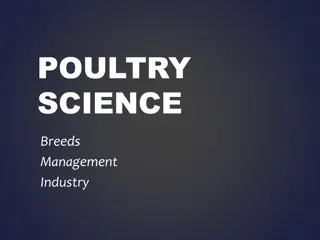 Essential Guide to Poultry Breeds and Management