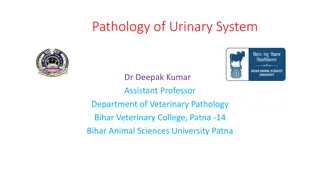 Anomalies of Kidneys and Factors Affecting Renal Function in Veterinary Pathology