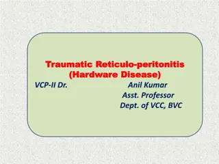 Traumatic Reticuloperitonitis (Hardware Disease) in Cattle: Causes and Clinical Signs