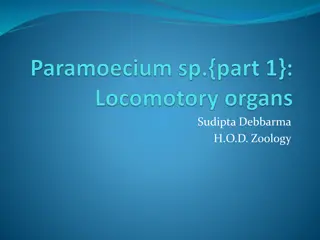 Paramoecium Caudatum: A Microscopic Organism with Unique Characteristics