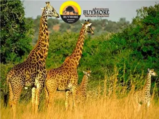 Expert Guide You Through Budget-Friendly Masai Mara Safari Planning