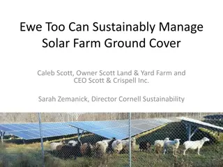 Sustainable Management of Solar Farm Ground with Sheep