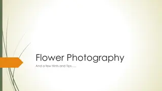 Flower Photography Hints & Tips for Stunning Shots