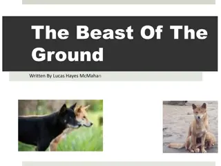 Learn about the Dingo: The Beast of the Ground by Lucas Hayes McMahan