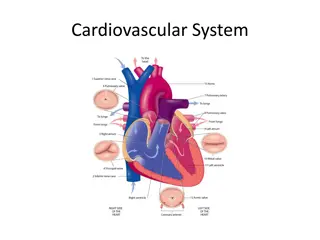 The Cardiovascular System: An Overview