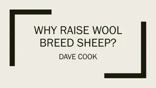 Raising Wool Breed Sheep: Why It Matters in Showing and Selling