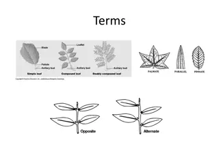 Plant Descriptions and Characteristics