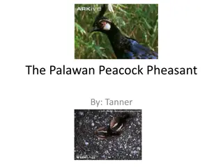 The Majestic Palawan Peacock Pheasant: A Detailed Overview