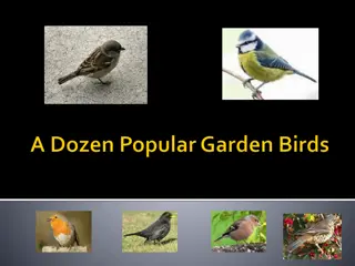 Bird Species in Ireland: A Comprehensive Guide