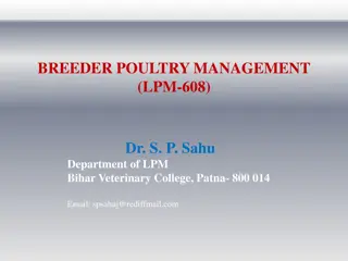 Effective Breeder Poultry Management Tips for Successful Rearing