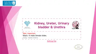 Microscopic Structure and Histology of Kidney and Urinary Tract