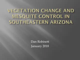 Insights into Mesquite Trees and their Ecological Role