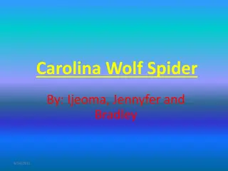 Fascinating Facts About the Carolina Wolf Spider