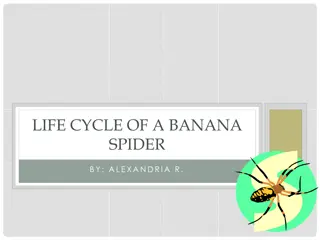 Exploring the Fascinating Life Cycle of a Banana Spider