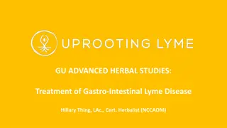 Advanced Herbal Approaches for Gastro-Intestinal Lyme Disease Treatment