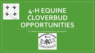 Exploring 4-H Equine Cloverbud Opportunities