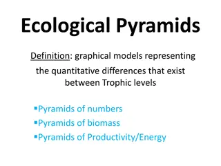 Ecological Pyramids: Models of Trophic Relationships