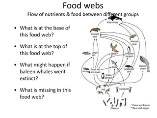 Food Webs and Trophic Levels in Ecosystems