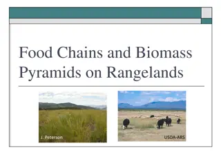 Food Chains, Trophic Levels, and Biomass Pyramids on Rangelands