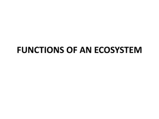 The Key Functions of an Ecosystem