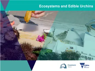 Ecosystems and Edible Urchins Through Engaging Activities