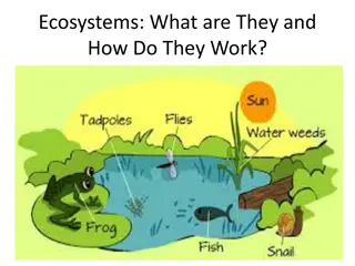 Ecosystems: Components and Interactions