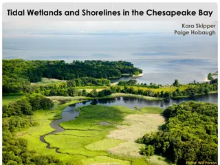 Tidal Wetlands and Shorelines in the Chesapeake Bay: Environmental Impact and Conservation Efforts