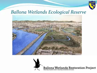 Conservation Efforts and Restoration Plans for Ballona Wetlands